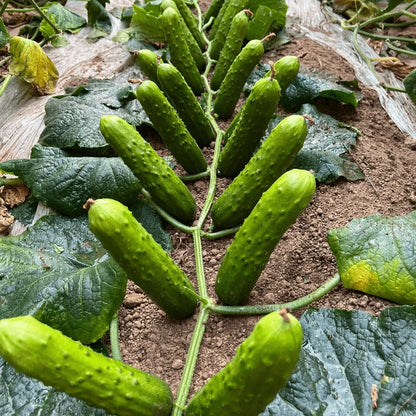 Easy-Grow Cucumber Seeds, Crisp Tender Fruits for Beginners & Home Gardeners