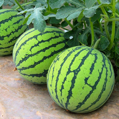 Easy-Grow Watermelon Seeds, Sweet Juicy Flesh for Home Garden