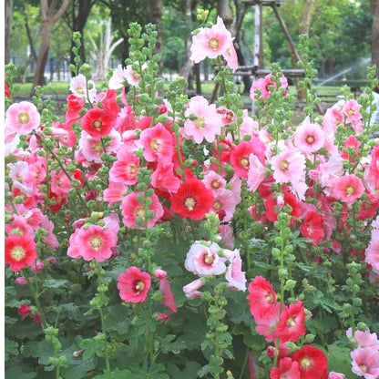 Premium Hollyhock Seeds, Vibrant Blooms for Backyard & Courtyard