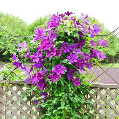 Non-GMO Clematis Seeds, High Germination for Garden & Trellises