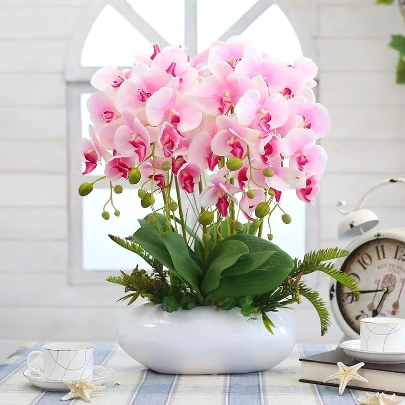 Phalaenopsis Seeds, Non-GMO Elegant Orchid Seeds for Indoor Decor