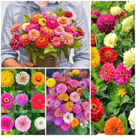 Easy-Grow Zinnia Seeds, Non-GMO Heat Hardy Flower Seeds for Beginners
