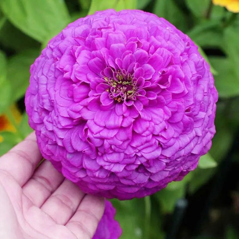 Zinnia Seeds, Non-GMO Fragrant Flower Seeds for Garden & Cut Arrangements