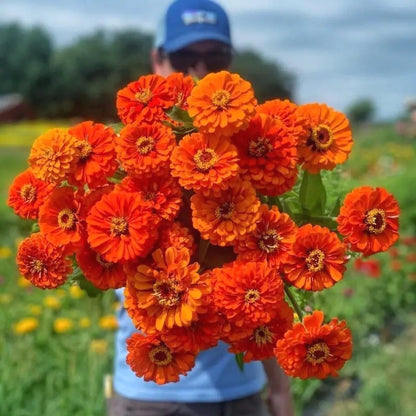 Easy-Grow Zinnia Seeds, Non-GMO Heat Hardy Flower Seeds for Beginners