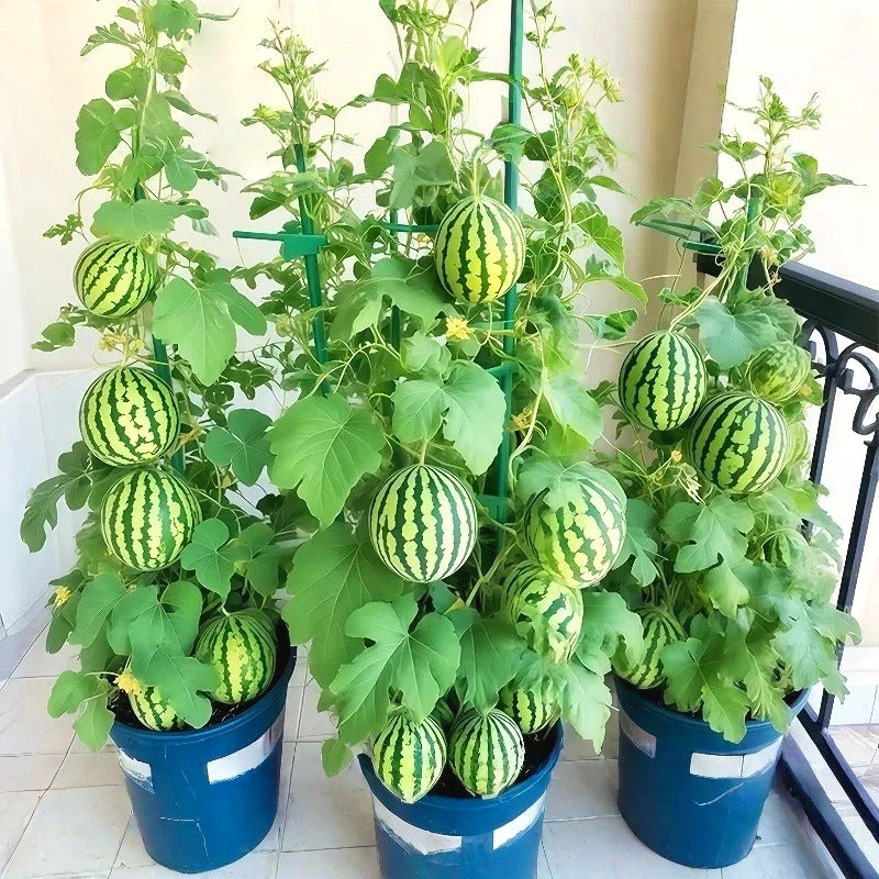 Premium Watermelon Seeds, Fast-Growing Trailing Vines
