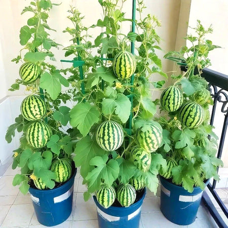 Premium Watermelon Seeds, Fast-Growing Trailing Vines