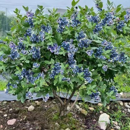 Fresh Blueberry Seeds, Non-GMO Nutrient-Rich Seeds for Outdoor Planting
