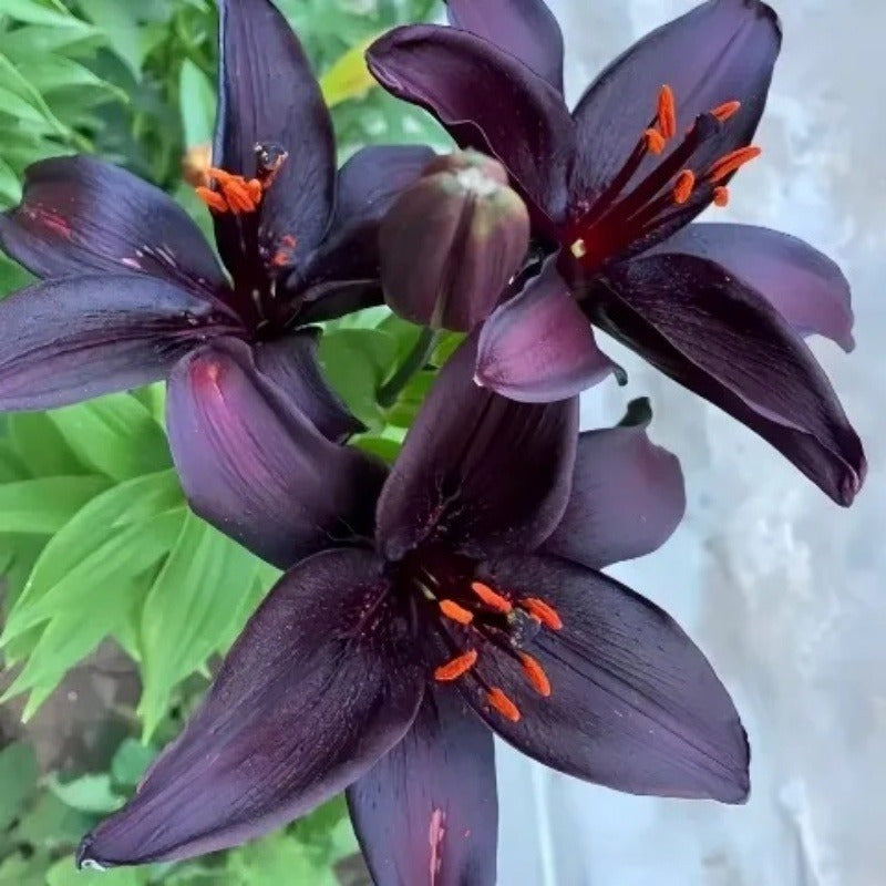 Lily Seeds, Non-GMO Fragrant Flower Seeds for Garden & Cut Arrangements