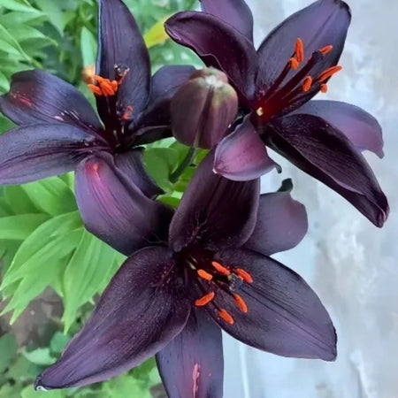 Lily Seeds, Non-GMO Fragrant Flower Seeds for Garden & Cut Arrangements