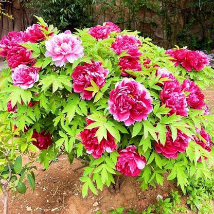 Hardy Perennial Peony Seeds, Spring Blooming Garden Landscape Seeds