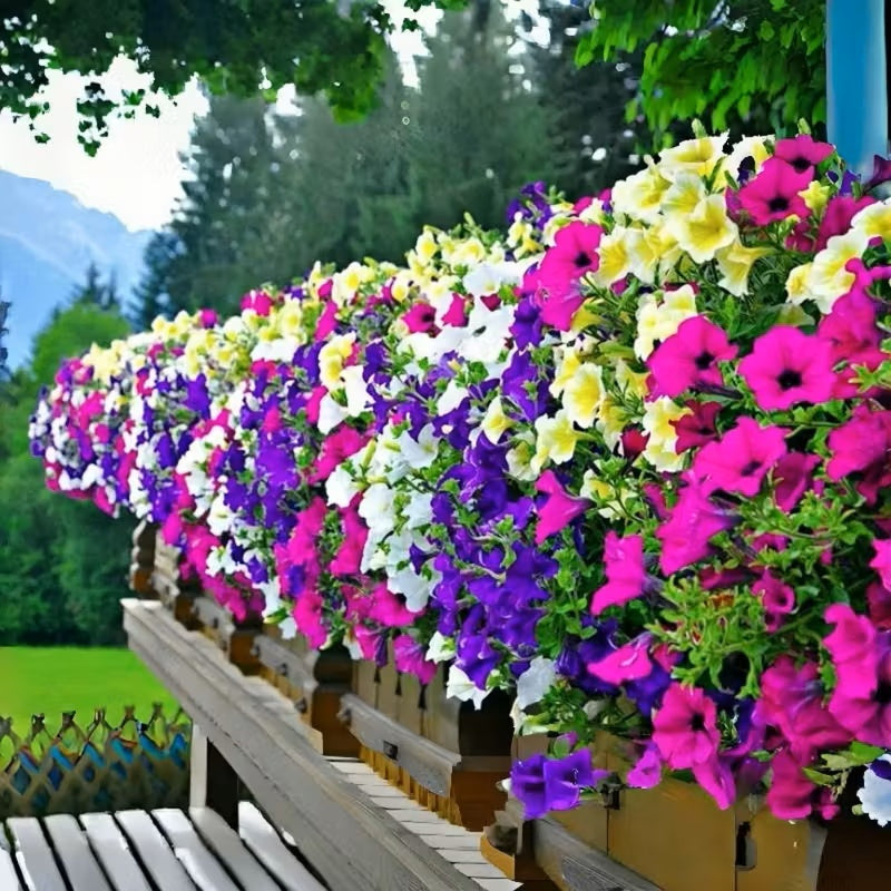Dwarf Petunia Seeds, Compact Blooming Flower Seeds for Small Gardens & Window Sills