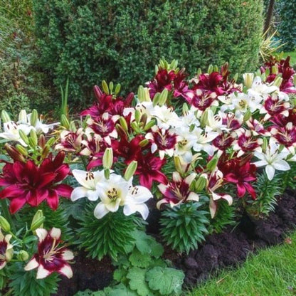 Rare Lily Seeds, High Germination Perennial Flower Seeds for Outdoor Landscaping