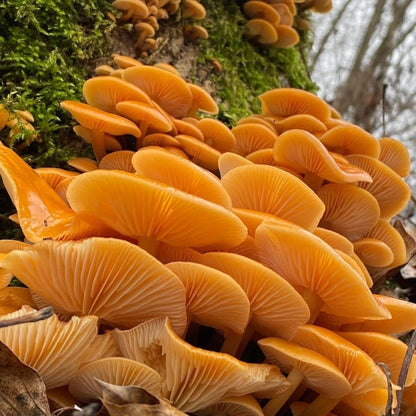 Fast-Growing Mushroom Seeds, Non-GMO Seeds for Cool Indoor And Outdoor Spaces