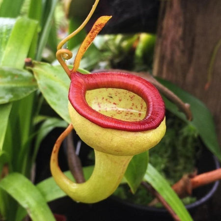 Fresh Venus Flytrap Seeds, Non-GMO Carnivorous Seeds for Indoor & Outdoor Planting