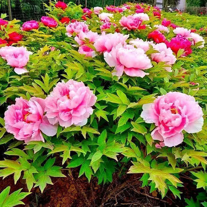 Peony Seeds, Non-GMO Perennial Flower Seeds for Garden & Flower Beds