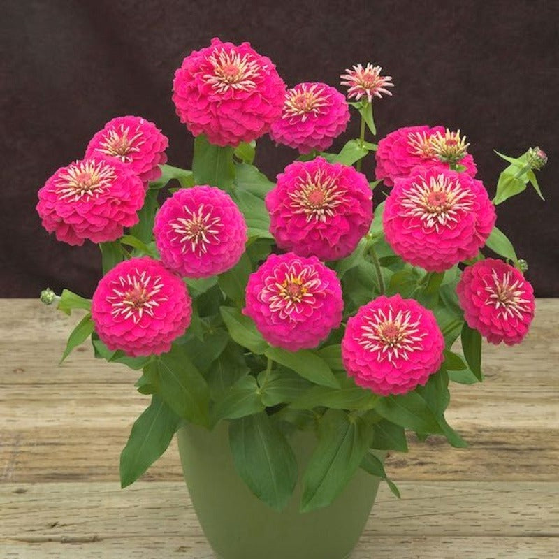 Mixed Color Zinnia Seeds, Non-GMO Fragrant Annual Seeds for Patio Pots