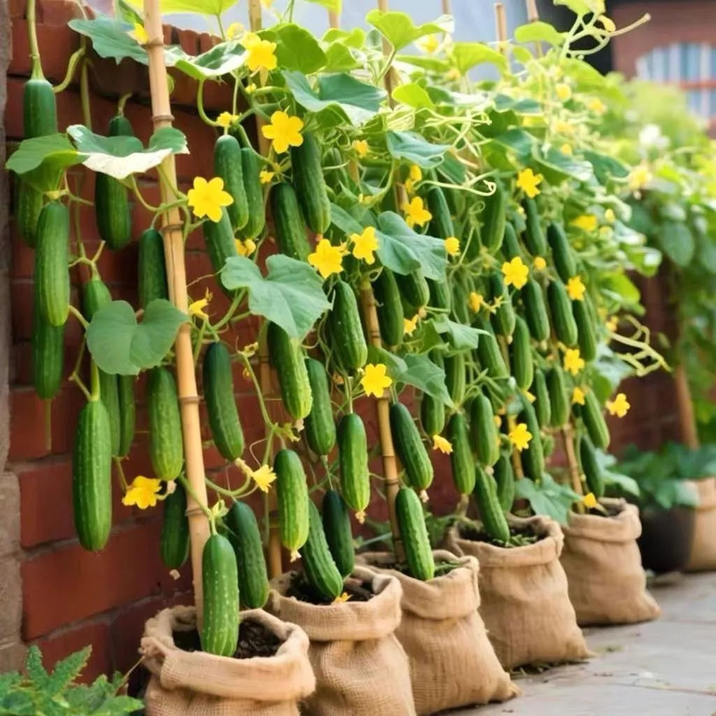 Easy-Grow Cucumber Seeds, Crisp Tender Fruits for Beginners & Home Gardeners