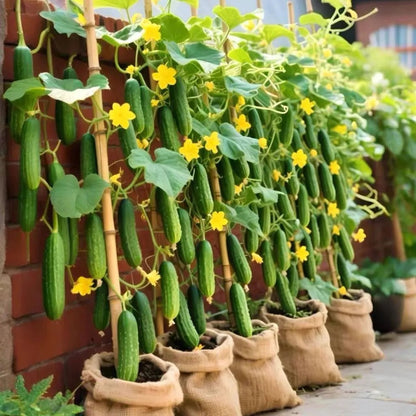 Easy-Grow Cucumber Seeds, Crisp Tender Fruits for Beginners & Home Gardeners