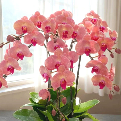 Phalaenopsis Seeds, Non-GMO Elegant Orchid Seeds for Indoor Decor