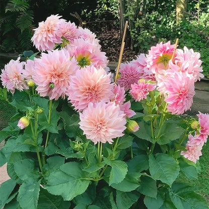 Exotic Dahlia Seeds, Non-GMO Vibrant Seeds for Patio Pots & Gardens