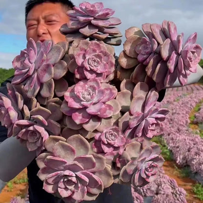 Easy-Grow Succulent Seeds, High Germination Seeds for Beginners