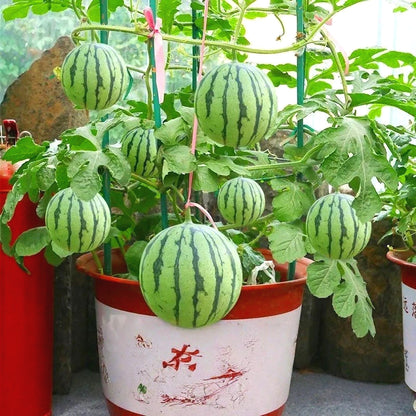 Premium Watermelon Seeds, Fast-Growing Trailing Vines