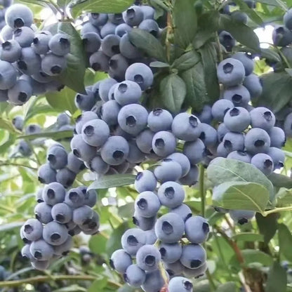 Blueberry Seeds, Non-GMO High Yield Seeds for Home Garden & Pots