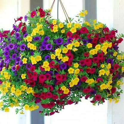 Mini Petunia Seeds, Compact Non-GMO Flower Seeds for Window Sills & Small Pots (Easy to Grow)