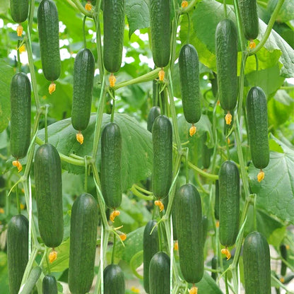 High Germination Cucumber Seeds, Edible Seeds for Outdoor Garden Planting