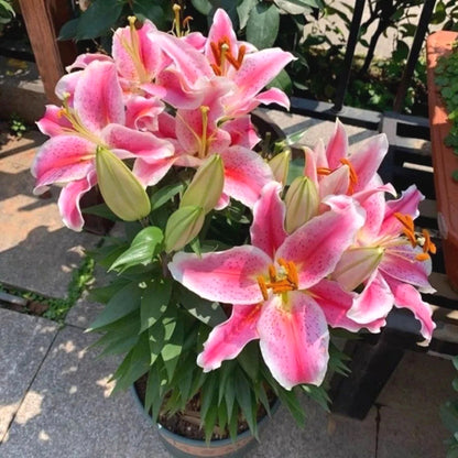 Hardy Lily Seeds, High Germination Flower Seeds for Garden Borders