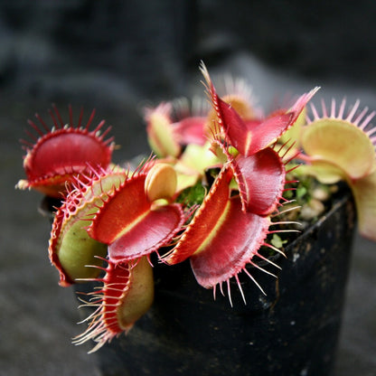 Exotic Venus Flytrap Seeds, Non-GMO Seeds for Quirky Garden & Indoor Displays