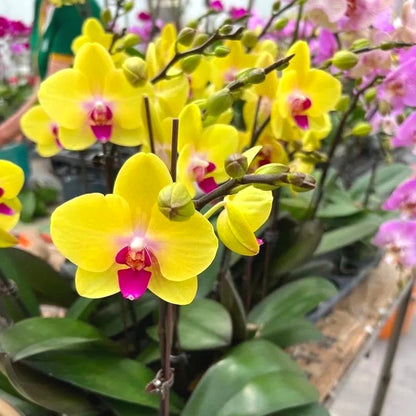 Rare Phalaenopsis Seeds, Unique Soft Color Orchid Seeds for Plant Collections