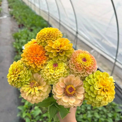 Easy-Grow Zinnia Seeds, Non-GMO Heat Hardy Flower Seeds for Beginners