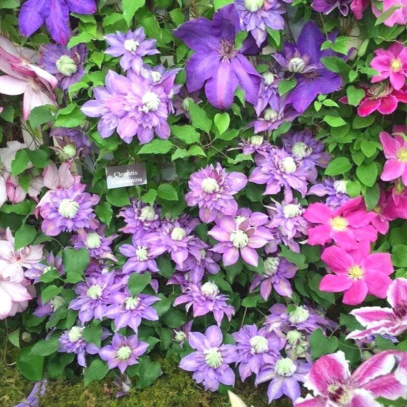 Easy-Grow Clematis Seeds, Delicate Blooms for Fence Decor