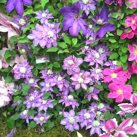 Easy-Grow Clematis Seeds, Delicate Blooms for Fence Decor