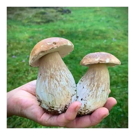 Easy-Grow Mushroom Seeds, Tender Fleshy Caps for Beginners