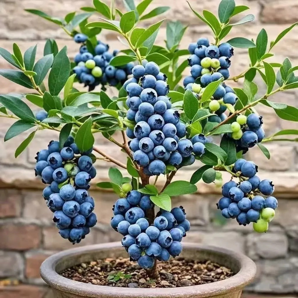 Home Garden Blueberry Seeds, Sweet Fresh Fruits for Daily Eating