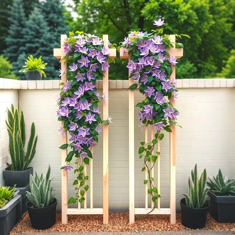 Cold-Hardy Clematis Seeds, Low Maintenance Outdoor Seeds