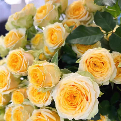 Premium Rose Seeds, Heirloom Non-GMO Flower Seeds for Home Garden Planting