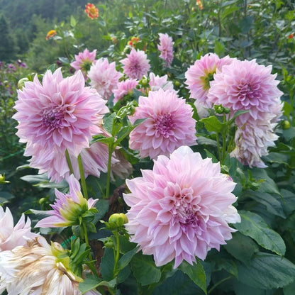 Beginner-Friendly Dahlia Seeds, High Germination Flower Seeds
