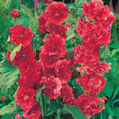 Heirloom Hollyhock Seeds, Multi-Color Tall Stalk Flower Seeds