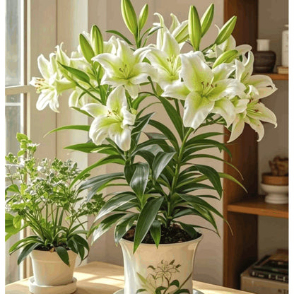 Rare Lily Seeds, High Germination Perennial Flower Seeds for Outdoor Landscaping