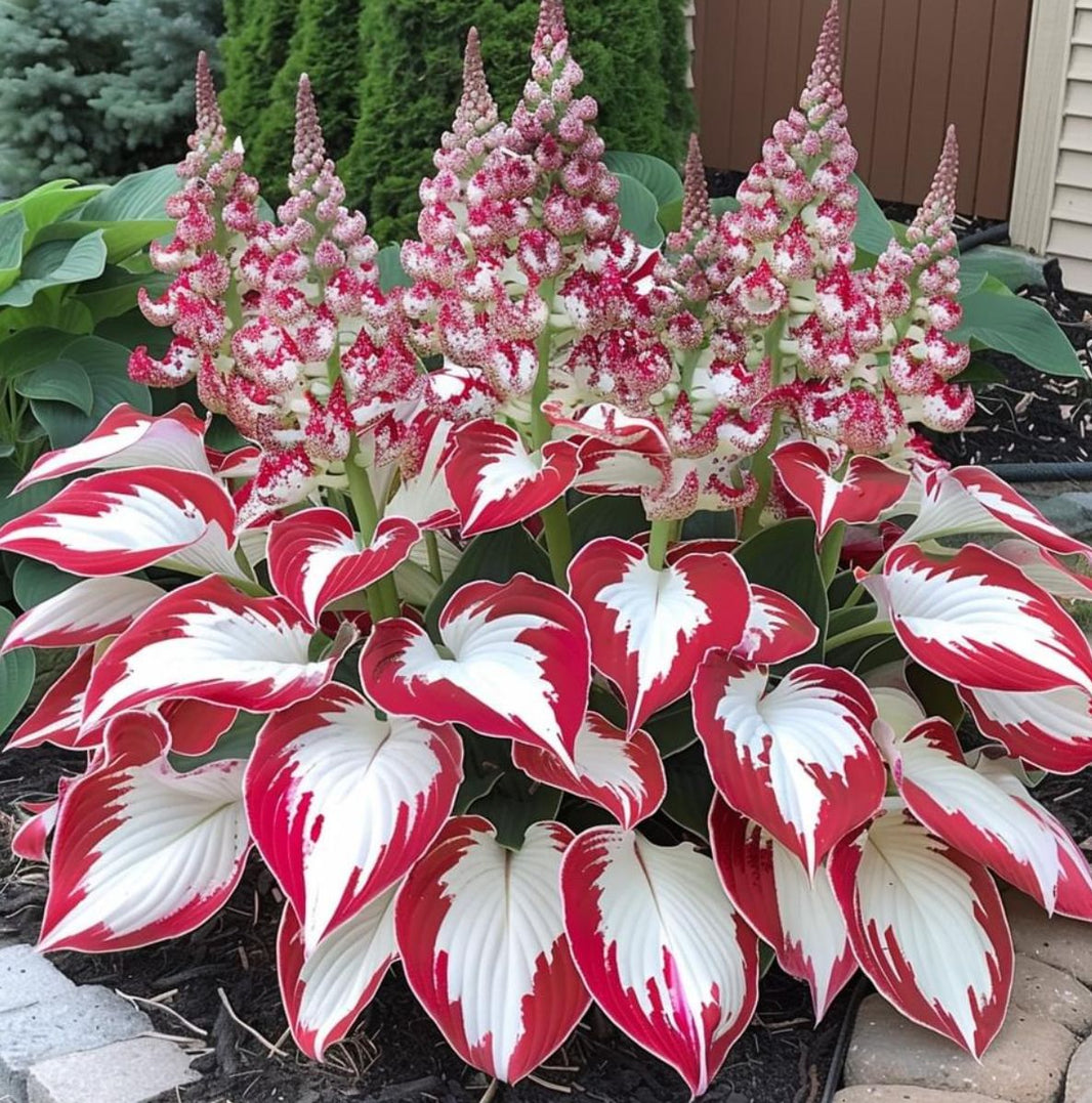 Hosta Seeds | Perennial Shade Plants with Gorgeous Foliage