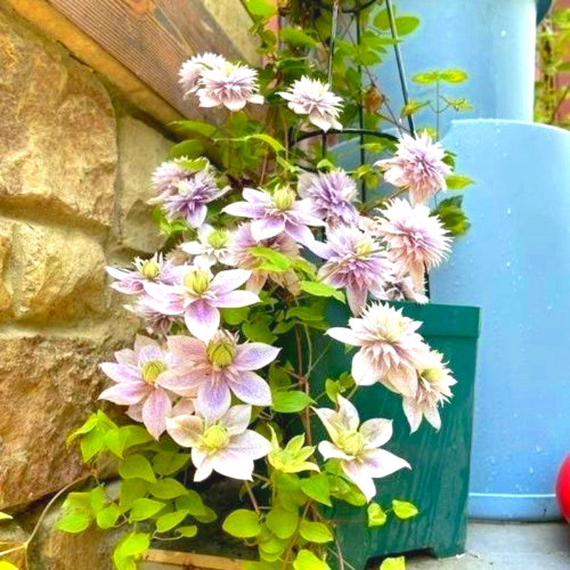 Fresh Clematis Seeds, Non-GMO for Home Garden