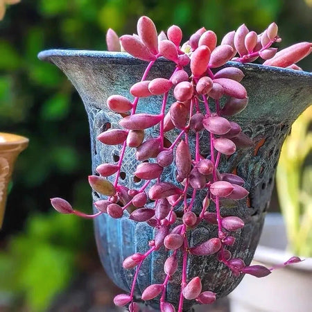 Succulent Seeds, Non-GMO Cute Fleshy Seeds for Terrariums & Window Sills