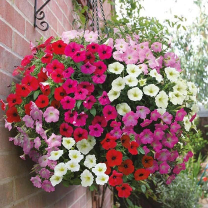 Dwarf Petunia Seeds, Compact Blooming Flower Seeds for Small Gardens & Window Sills