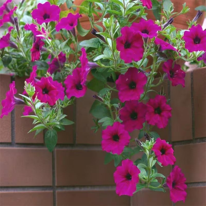 Bright Color Petunia Seeds, Easy-Grow Non-GMO Annual Flower Seeds for Garden Decoration