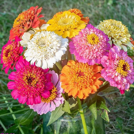 Garden Zinnia Seeds, Easy to Grow Non-GMO Seeds for Hanging Baskets & Cut Bouquets