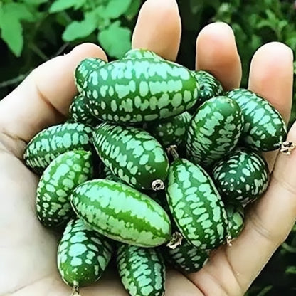 Rare Mini Watermelon Seeds, Non-GMO Tiny Sweet Fruits for Melon Fields & Small Home Gardens