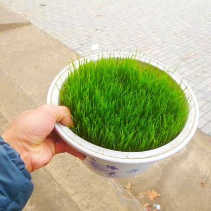 500pcs/bag Ornamental Grass Seed Mix - Drought Tolerant Ground Cover